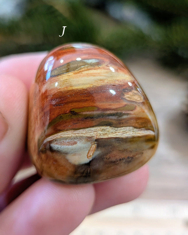 Brown, Tan, Red Petrified Wood Tumbled Stones - Variant J