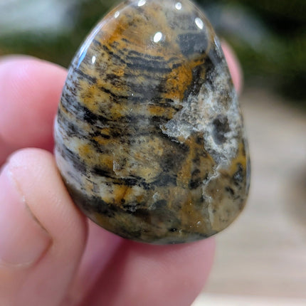 Brown, Tan, Red Petrified Wood Tumbled Stones - Variant L