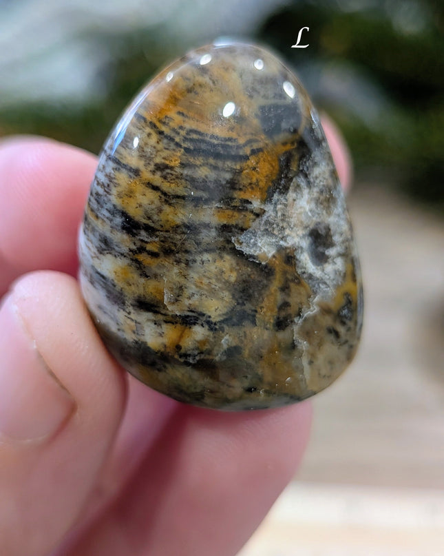 Brown, Tan, Red Petrified Wood Tumbled Stones - Variant L