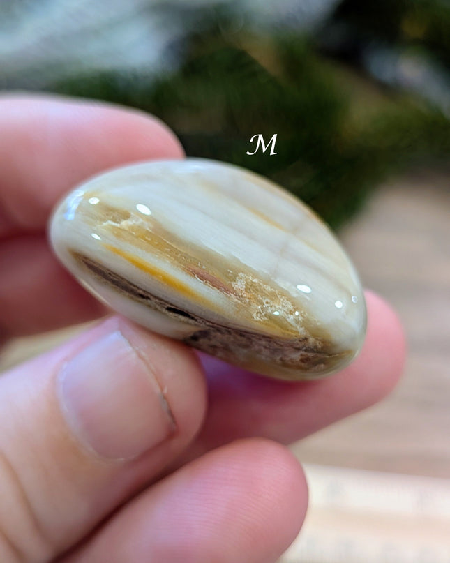 Brown, Tan, Red Petrified Wood Tumbled Stones - Variant M