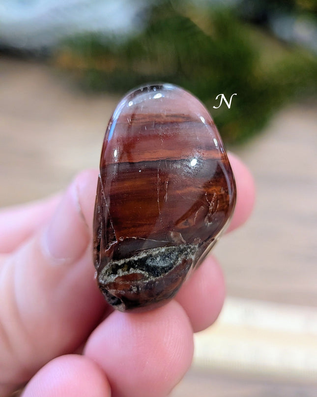 Brown, Tan, Red Petrified Wood Tumbled Stones - Variant N