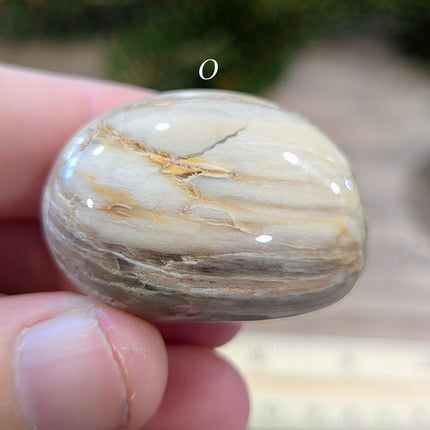 Brown, Tan, Red Petrified Wood Tumbled Stones - Variant O