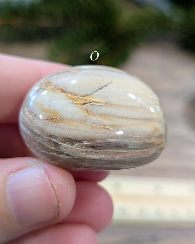Brown, Tan, Red Petrified Wood Tumbled Stones - Variant O