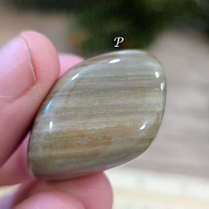 Brown, Tan, Red Petrified Wood Tumbled Stones - Variant P