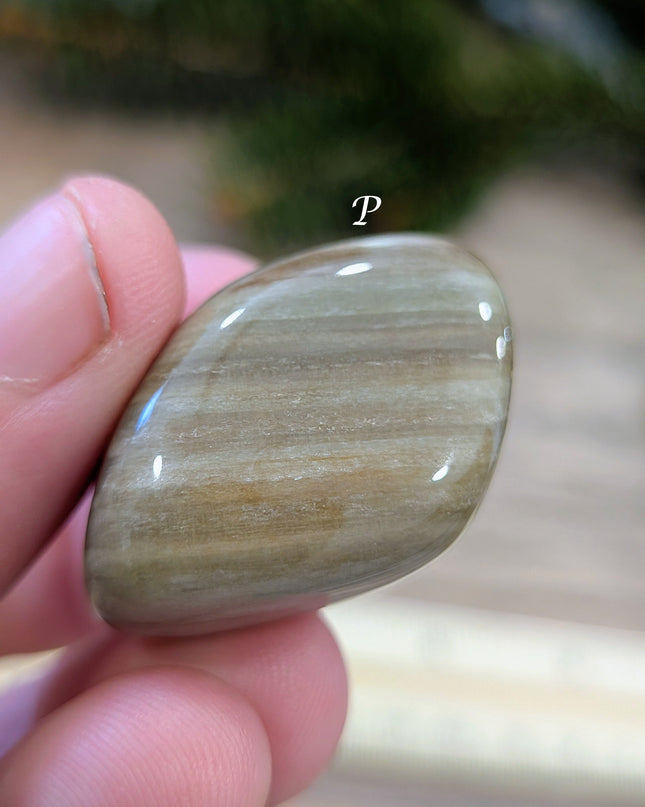 Brown, Tan, Red Petrified Wood Tumbled Stones - Variant P