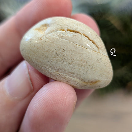 Brown, Tan, Red Petrified Wood Tumbled Stones - Variant Q