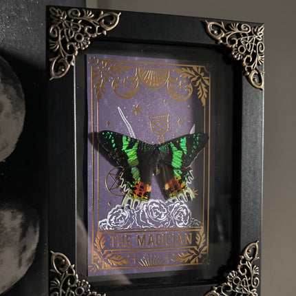 Specimen Shadowbox Framing Workshop with Dilyn - Part 2