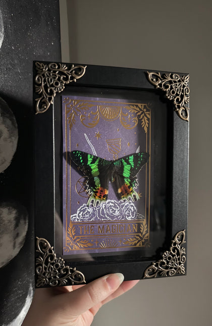 Specimen Shadowbox Framing Workshop with Dilyn - Part 2