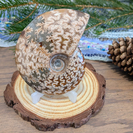 Brown Whole Ammonite