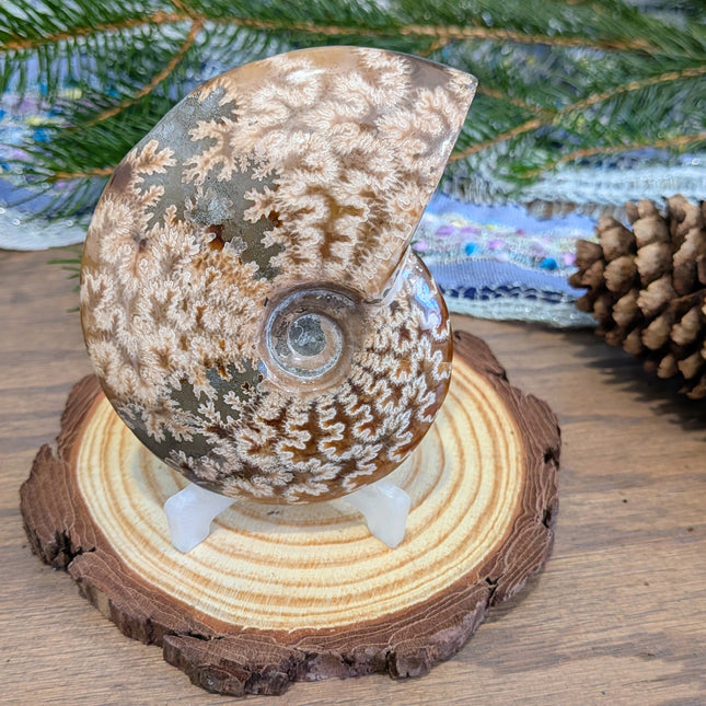 Brown Whole Ammonite