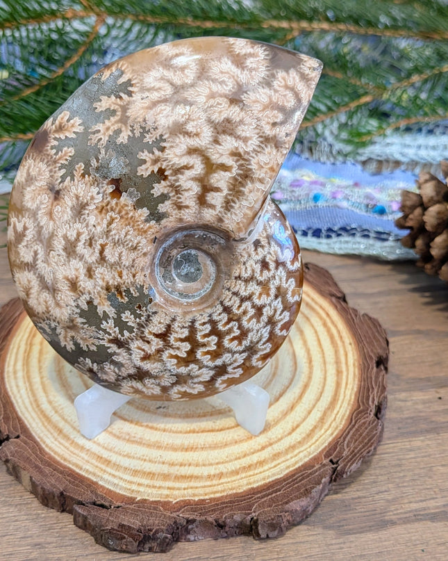 Brown Whole Ammonite