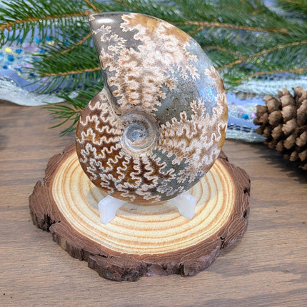 Brown Whole Ammonite