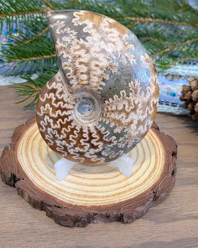 Brown Whole Ammonite