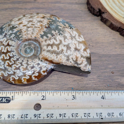 Brown Whole Ammonite