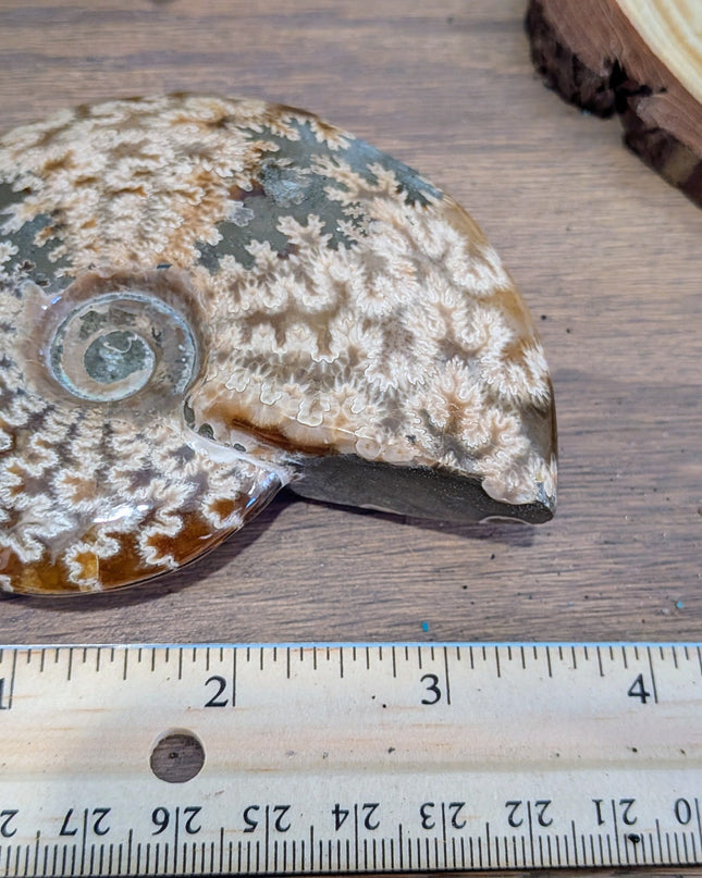 Brown Whole Ammonite