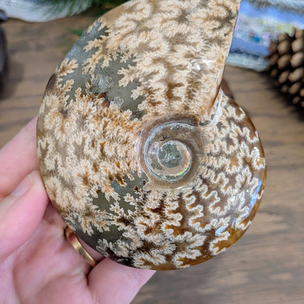 Brown Whole Ammonite