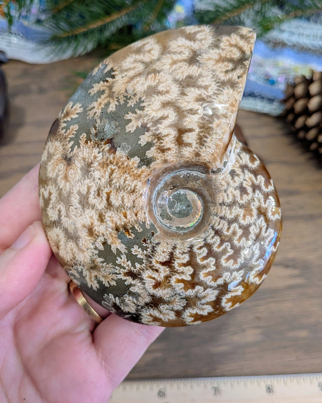 Brown Whole Ammonite